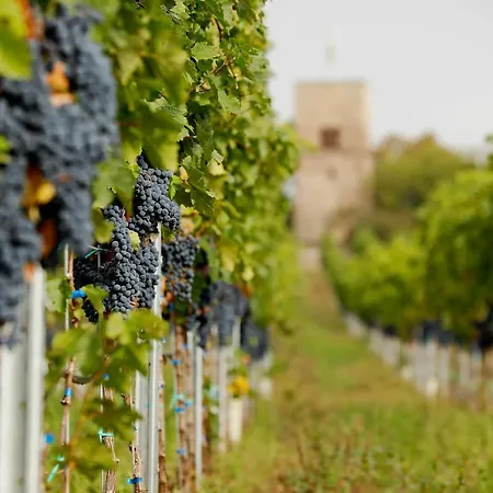 Altstadthof מלון